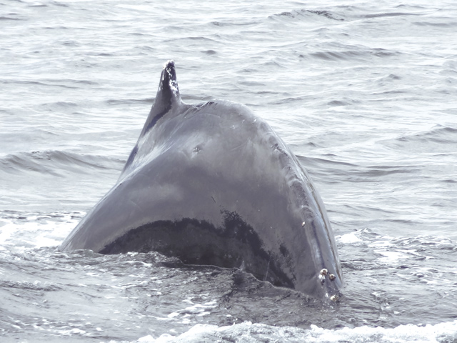Auf ihrem Weg von Ecuador und Kolumbien ziehen die Wale am Südzipfel des amerikanischen Kontinents vorbei.