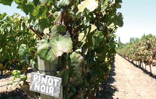 Auch Pinot Noir wird in Chile angebaut.