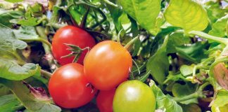 Herbstliche Grüße und Gedanken aus Las Cascadas (Teil 2)