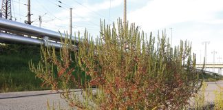 Nutzen und Bedrohung durch eingeschleppte Pflanzenarten