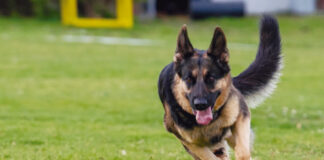 Der Schäferhund wird 125 Jahre alt