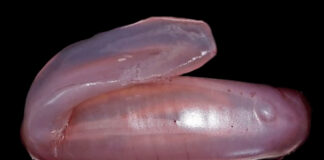 Zwei Millionen unentdeckte marine Arten