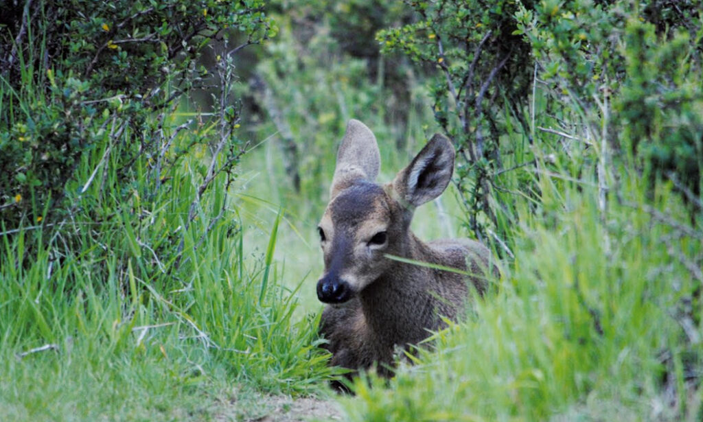 Huemul en arbustos
